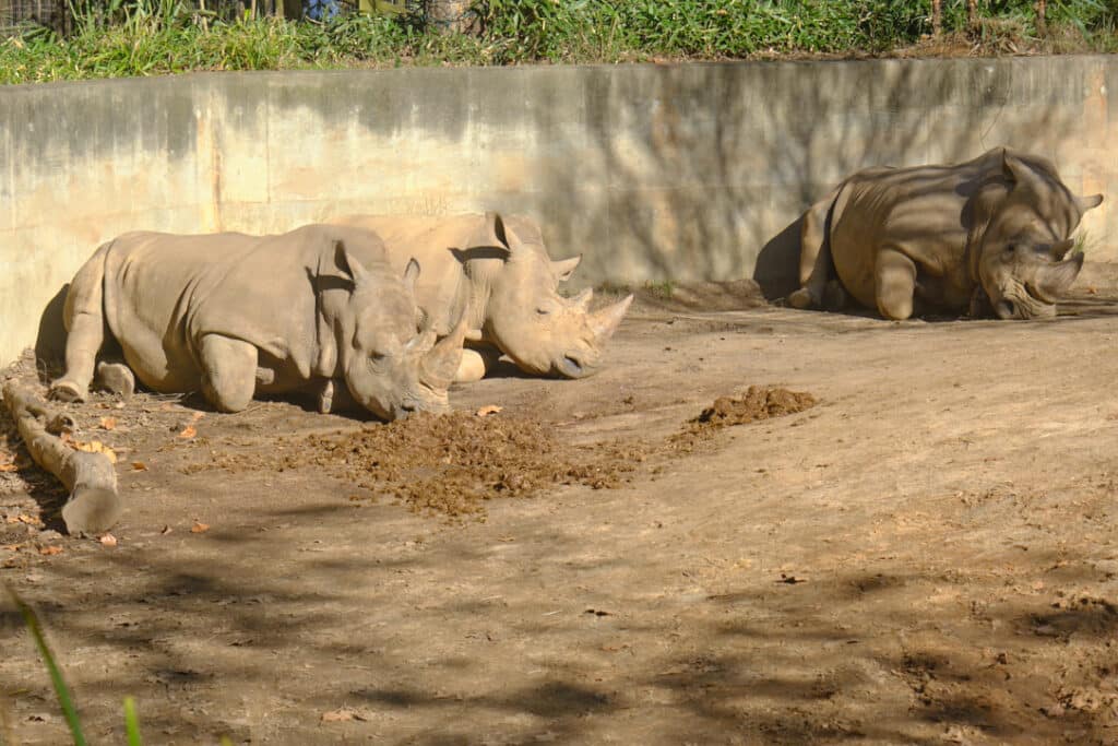 Photo of 3 rhinos lying down and sleeping.