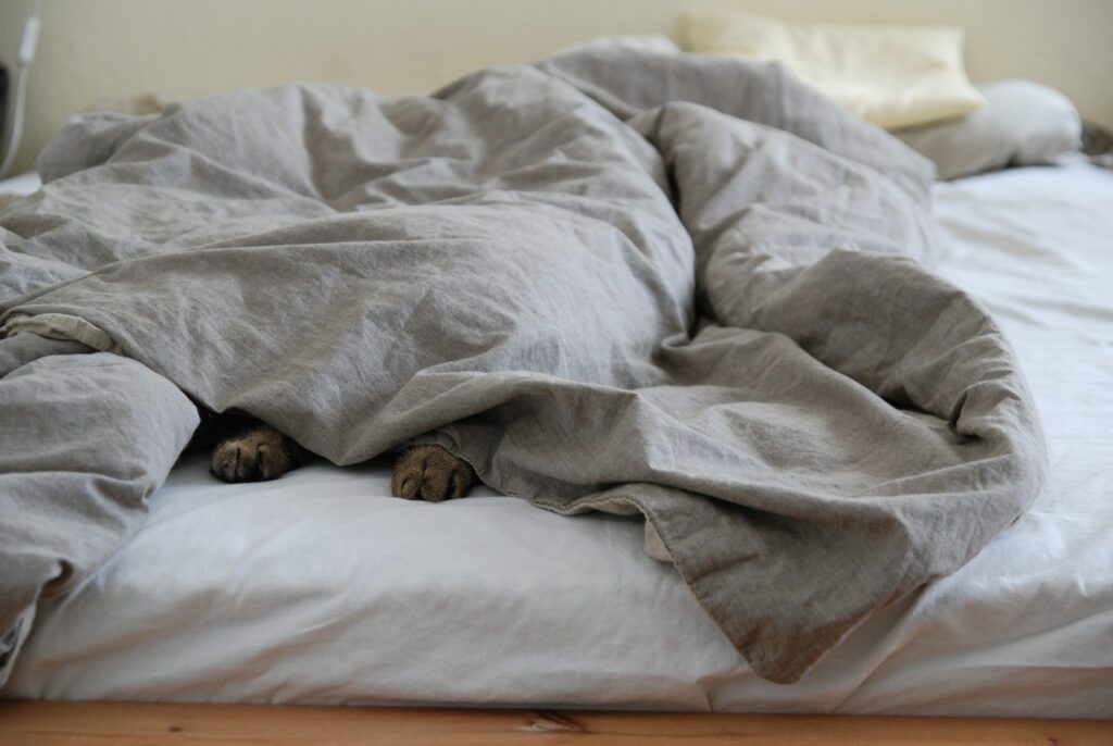 Paws sticking out under the covers at one of the pet friendly hotels in Columbia, SC.