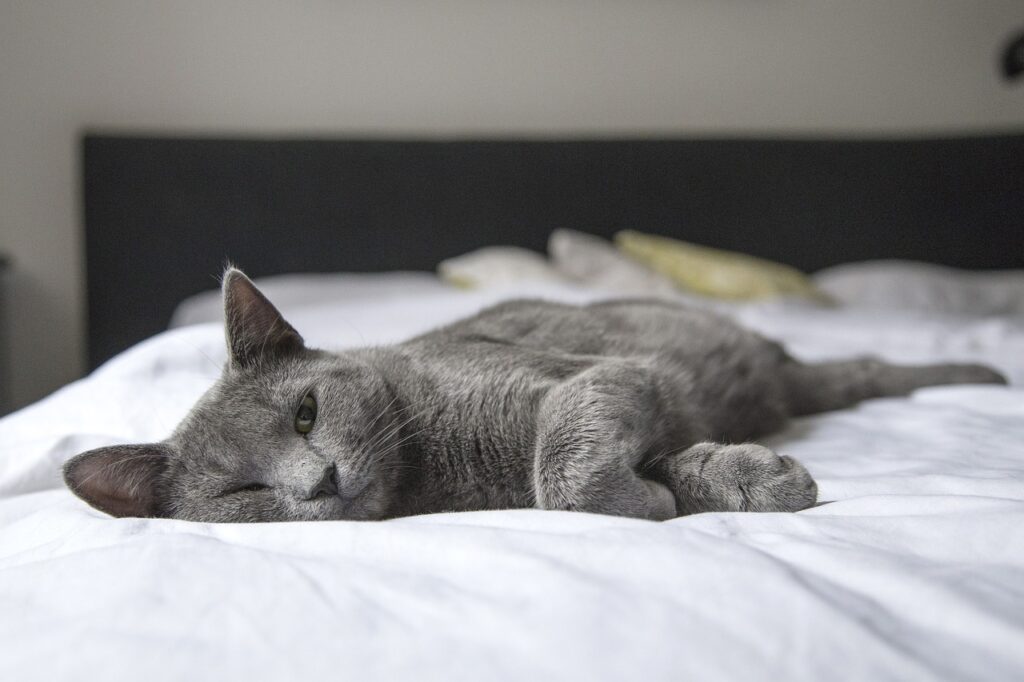 Cat laying on a bed at one of the hotels in Columbia, South Carolina pet friendly.