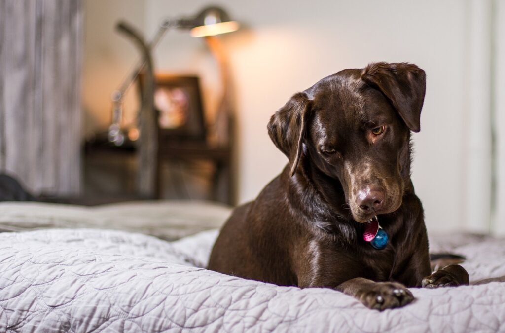 Dog on a bed looking down at a dog friendly hotel Columbia, SC.
