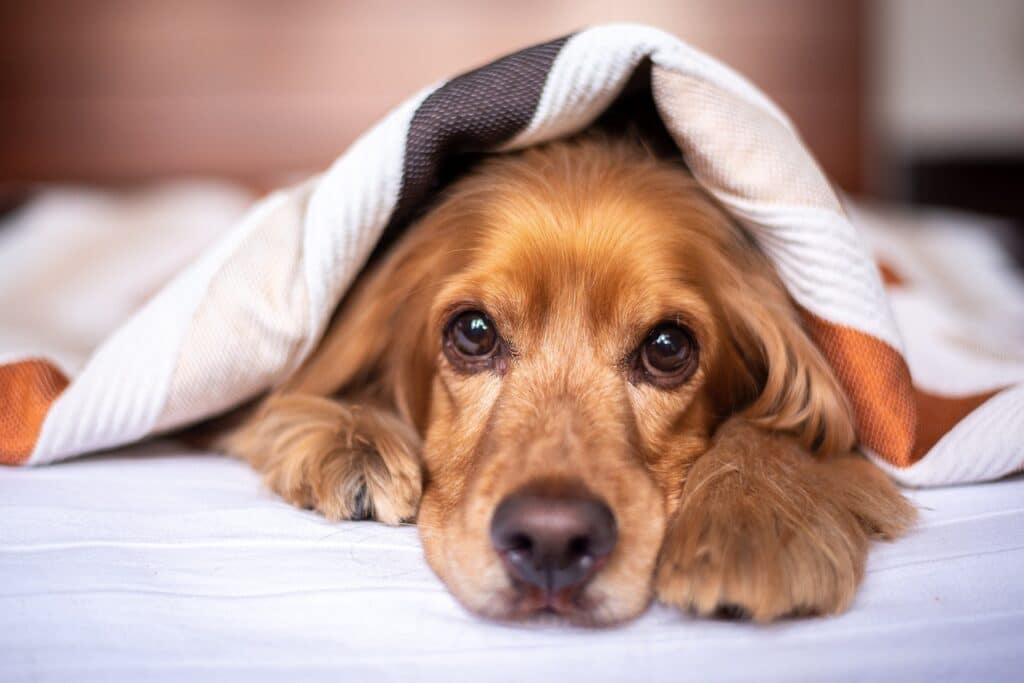 Dog with his head sticking out under the covers at one of the pet friendly hotels Columbia, SC.