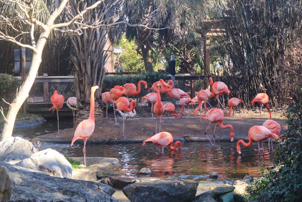 Photo of flamingoes outside the birdhouse at Riverbanks Zoo and Gardens.