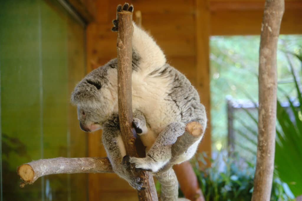Photo of a koala bear in a tree at Riverbanks Zoo in South Carolina.