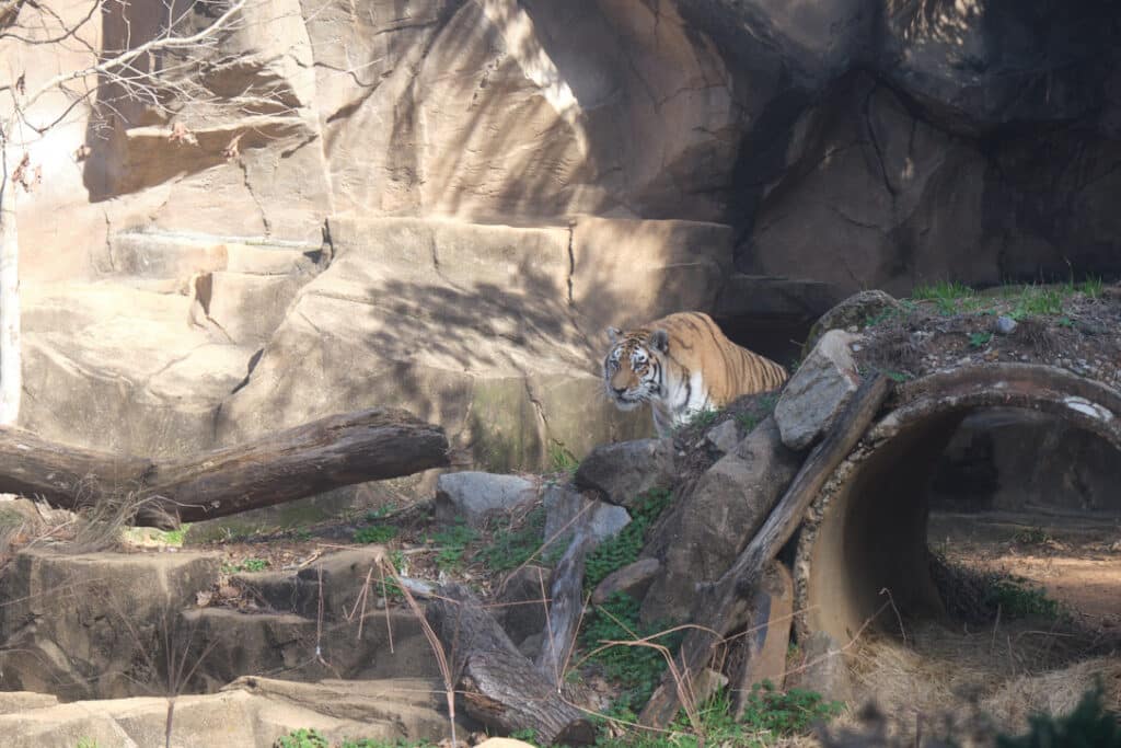 Photo of a tiger at Riverbanks Zoo.