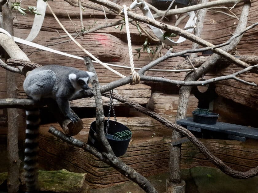 A lemur standing on a branch at Riverbanks Zoo.
