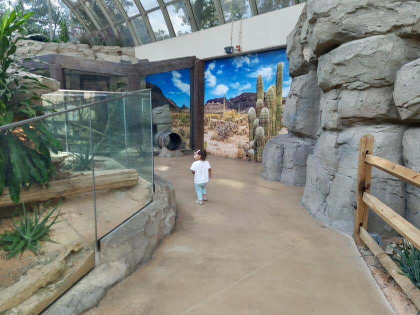 A child walking on a pathway looking at Riverbanks Zoo animals.