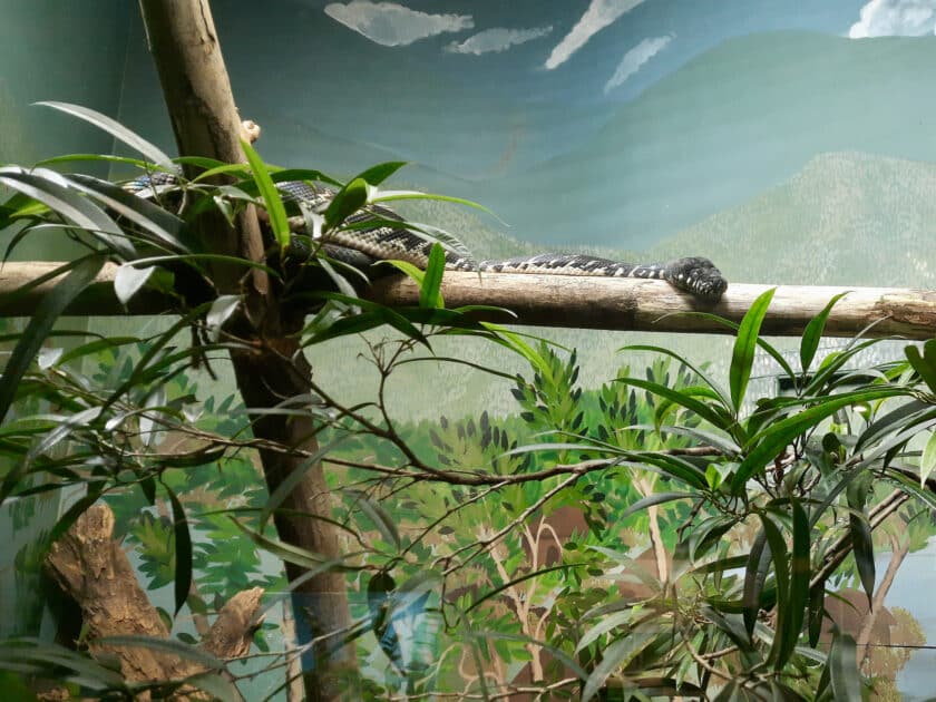A black and yellow snake in the Riverbanks Zoo reptile exhibit stretched out on a horizontal branch.