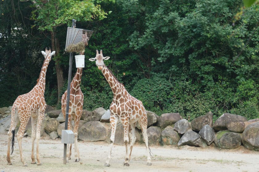 Giraffes, one of the most popular Riverbanks Zoo animals, eating from a post.