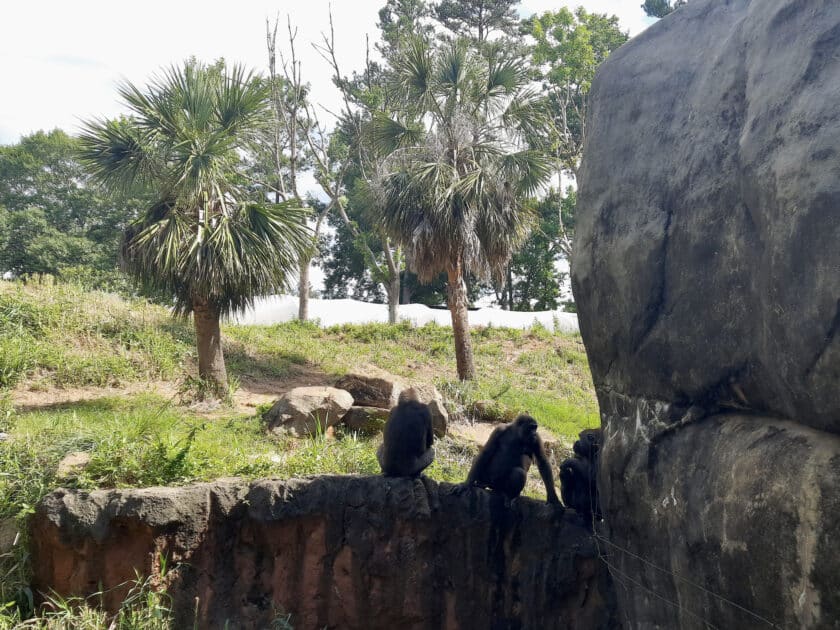 Three gorillas sitting on rocks at Riverbanks Zoo.