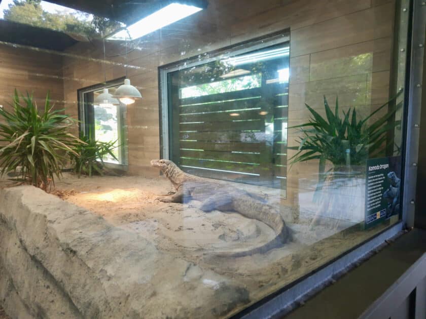 A komodo dragon, one of the Riverbanks Zoo animals, lying under a heat lamp in some sand.