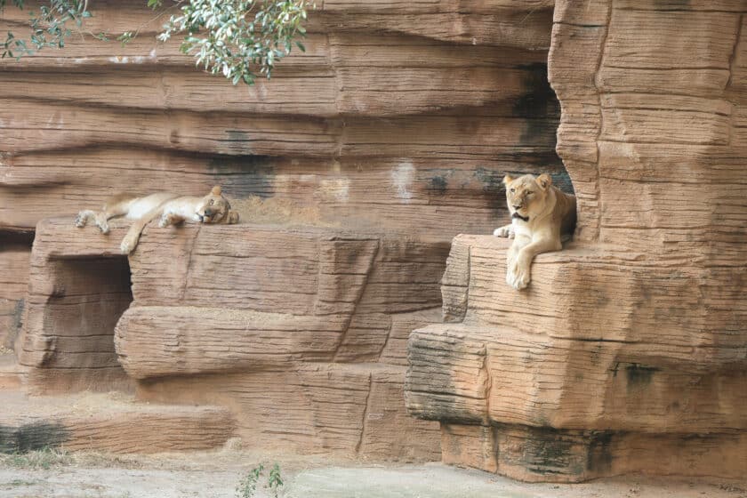 Two lions on rock ledges at Riverbanks Zoo.