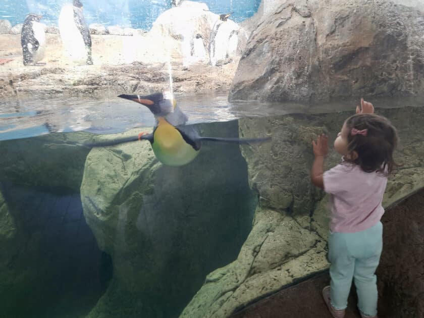 A child looking through glass at a penguin, one of the animals at Riverbanks Zoo.