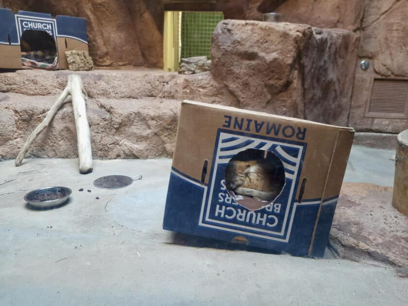 A sand cat at Riverbanks Zoo curled dup in a cardboard box sleeping.