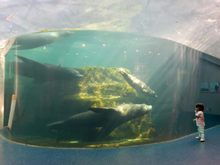 A child standing next to glass watching sea lions and seals swim by in water at Riverbanks Zoo in Columbia, SC.