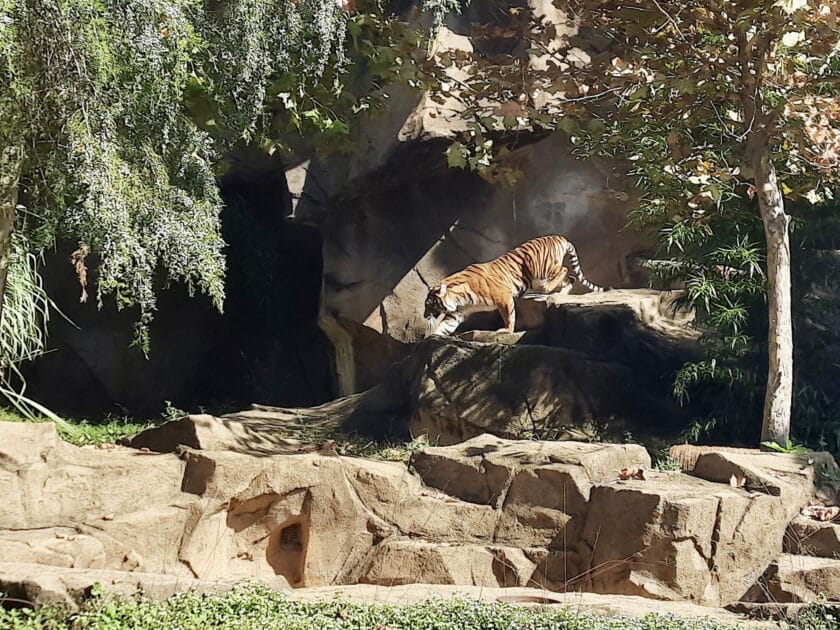 The tiger at Riverbanks Zoo walking down some rocks.