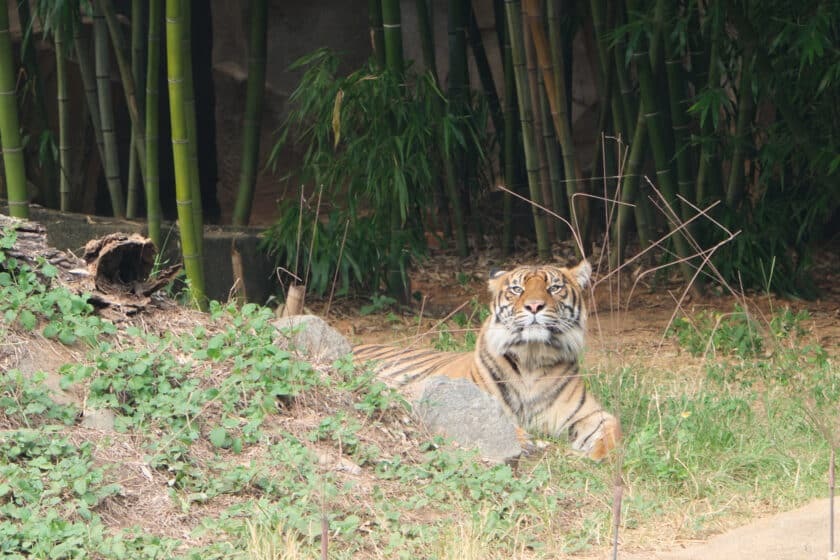 The tiger, a Riverbanks Zoo new animal, lying in the glass.