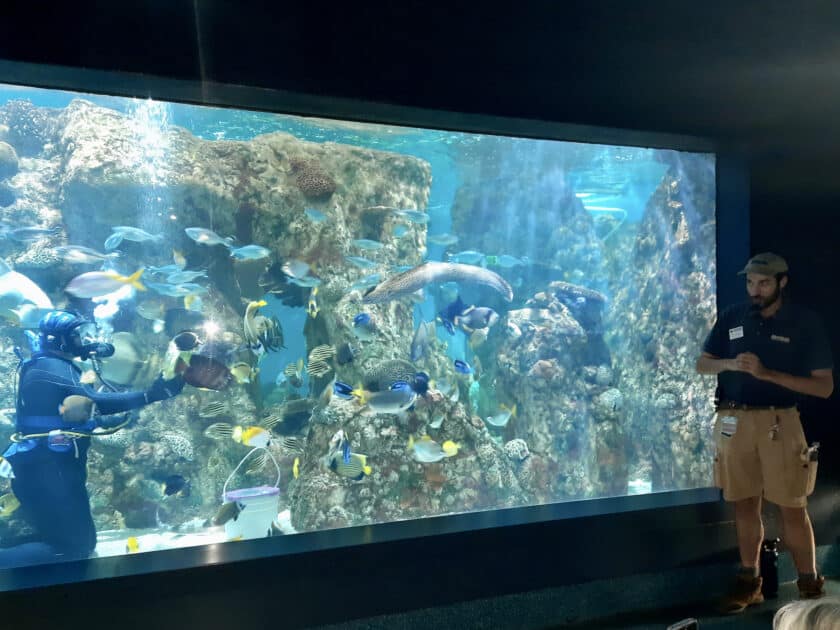 A keeper giving a presentation with a diver in a tank showing some of the sea animals at Riverbanks Zoo.