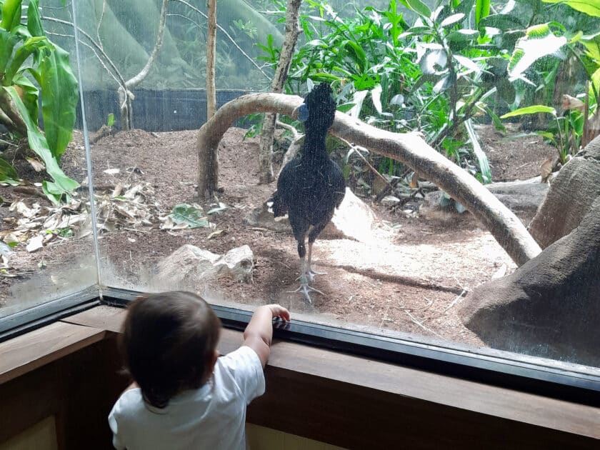 A child looking at a large black bird through glass while visiting the Riverbanks Zoo animals.