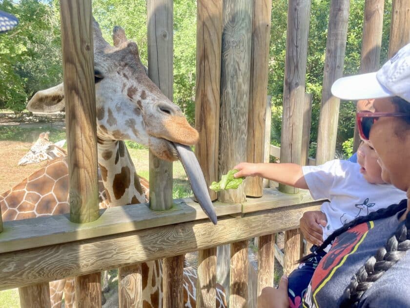 A child in her mother's arms doing the giraffe feeding at Riverbanks Zoo with a giraffe sticking his tongue through wooden bars.