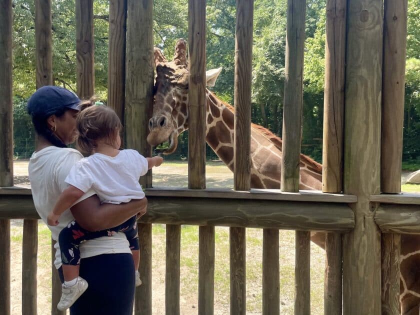 A woman holding a child doing the Riverbanks Zoo giraffe feeding.