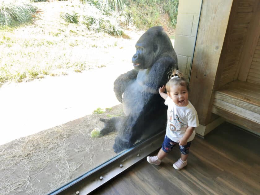 A child standing next to glass with a big gorilla on the other side at Riverbanks Zoo in Columbia, SC.