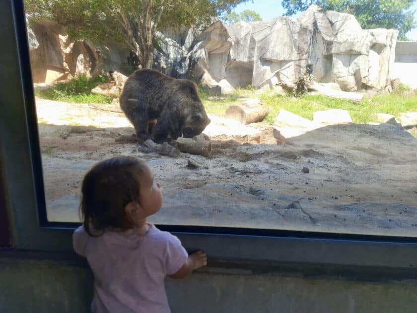 A young child looking out the glass at Riverbanks Zoo's grizzly bear digging in the ground.