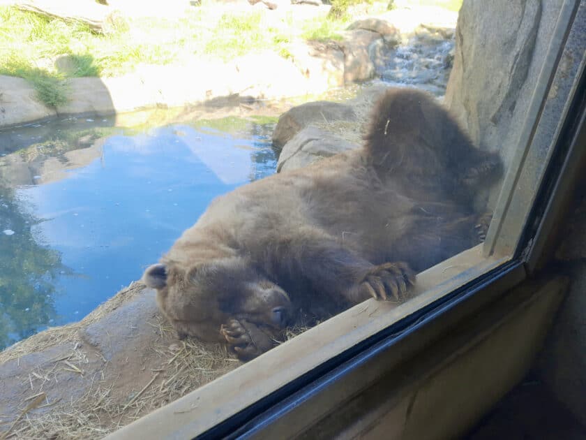 The Riverbanks Grizzly bear sleeping next to the glass with his paw over his eye.