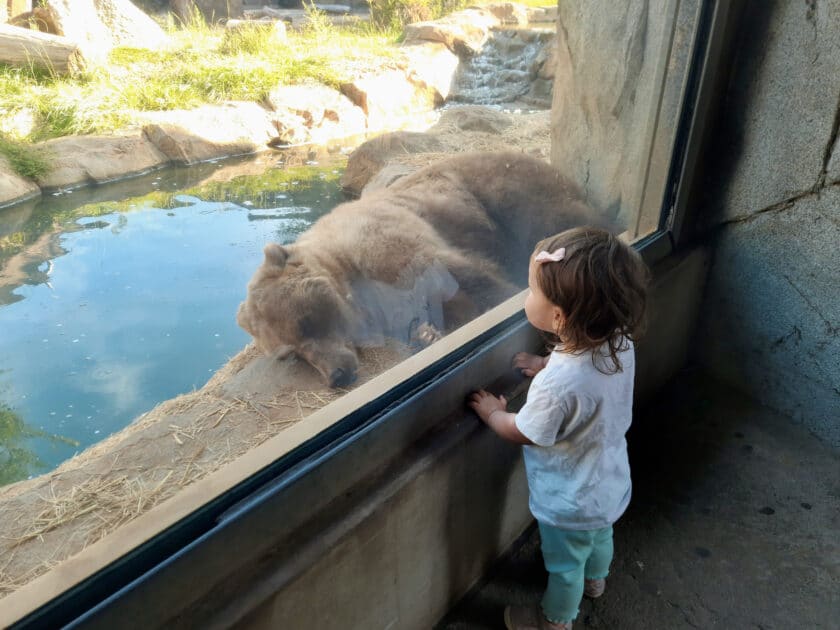 A child looking through the glass at the grizzly bear at Riverbanks Zoo sleeping.