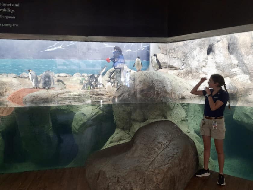 A keeper standing in front of the glass and talking during the Riverbanks Zoo penguin feeding with a keeper in the tank feeding the penguins.