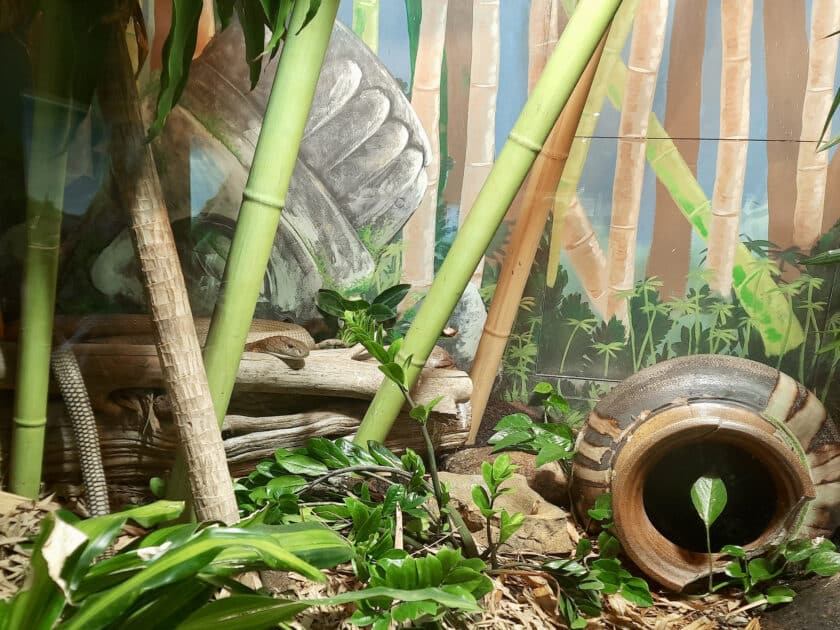 A king cobra head and tail visible on a stack of branches next to an overturned ceramic vase in the reptile exhibit at Riverbanks Zoo.