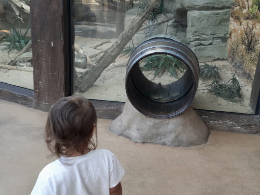A child looking at a barrel with glass in the middle and a snake on the other side in the Riverbanks Zoo reptile exhibit.