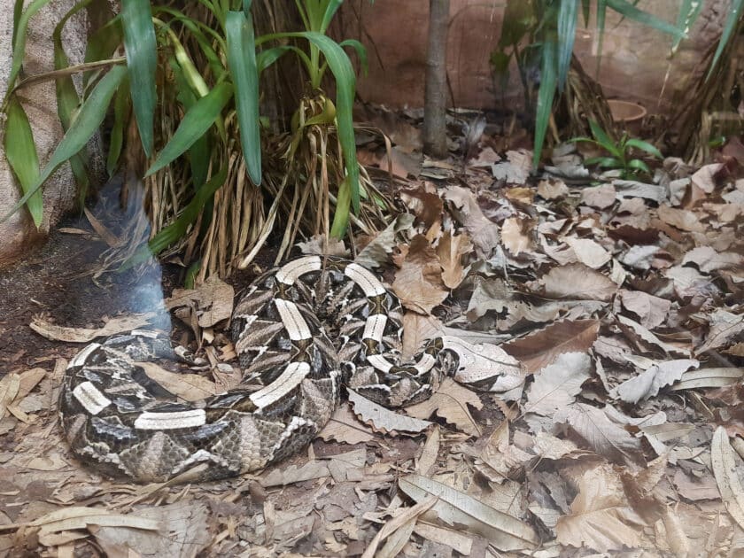 A gaboon viper nestled among leaves in the Riverbanks Zoo reptile exhibit.