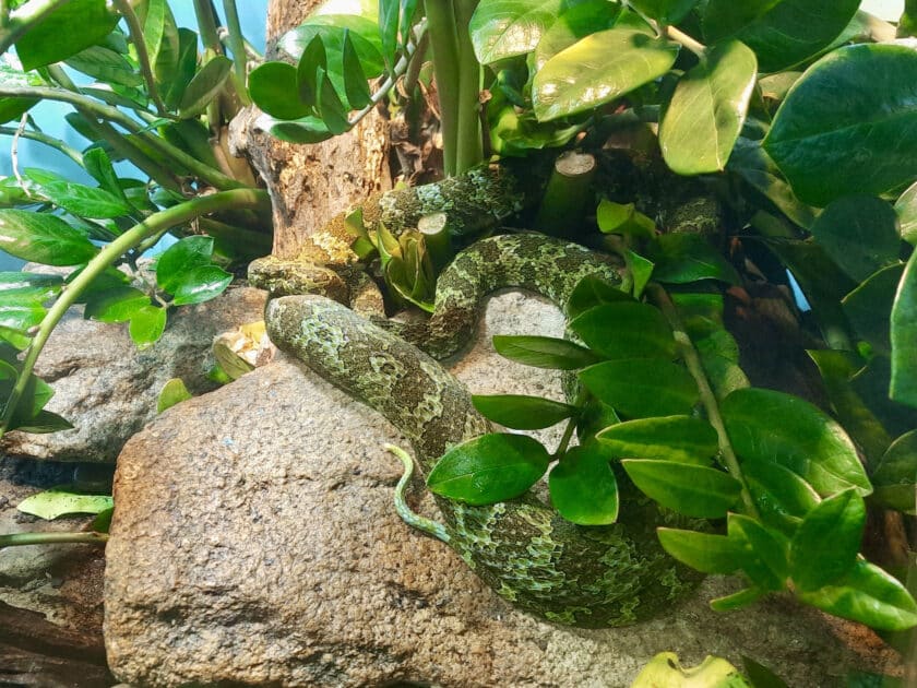 A snake that is black and green on a rock under green leaves in the reptile exhibit at Riverbanks Zoo.