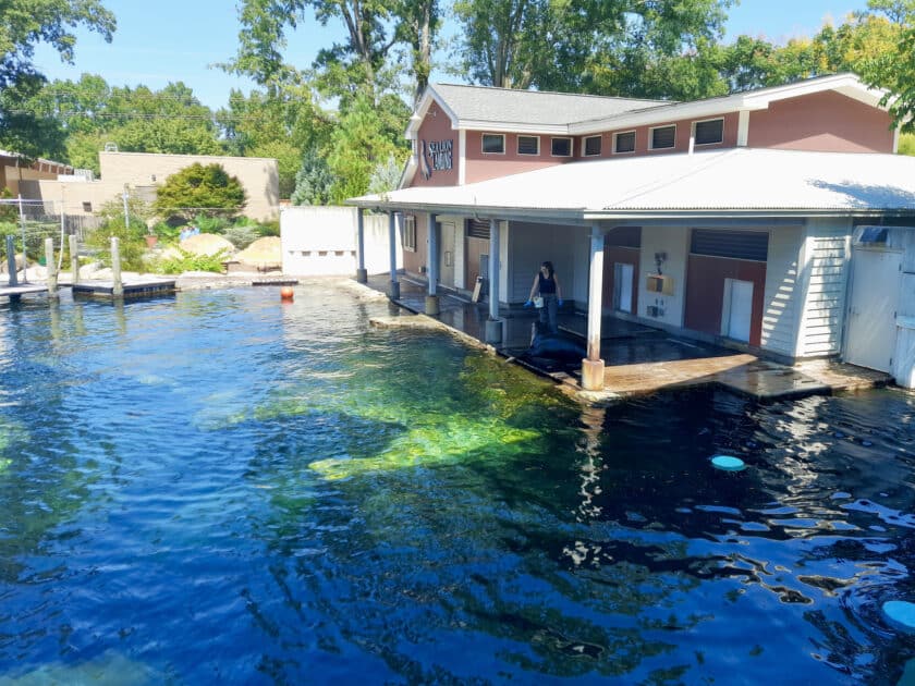 A large pool and tank with a keeper and sea lion on a deck next to a large house during the Riverbanks Zoo sea lion feeding time.