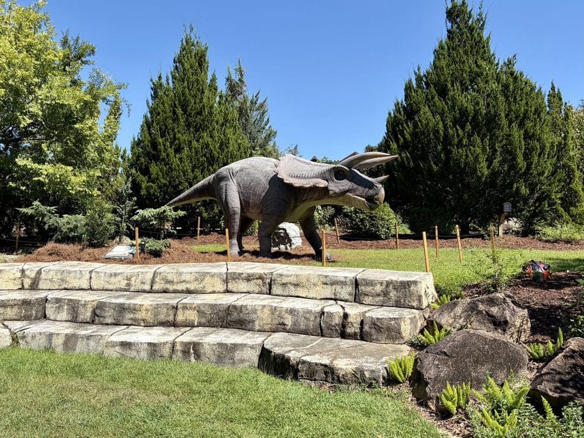 A triceratops model behind a set of stone stairs.